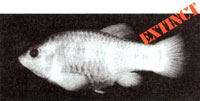 Tecopa pupfish.